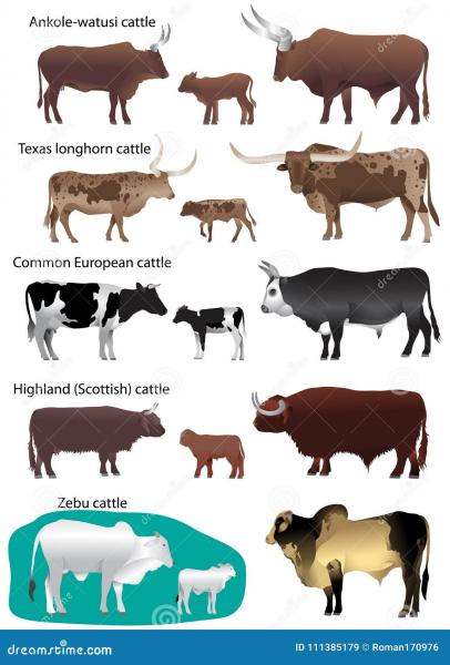 5 rodzajów ras bydła Longhorn: Przegląd (ze zdjęciami)