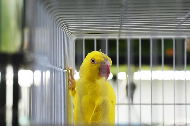 12 powszechnych chorób u ptaków domowych - co musisz wiedzieć!
