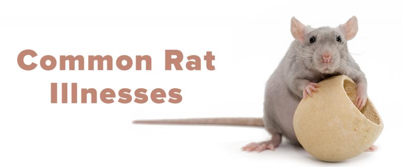 6 najczęstszych problemów zdrowotnych szczurów domowych