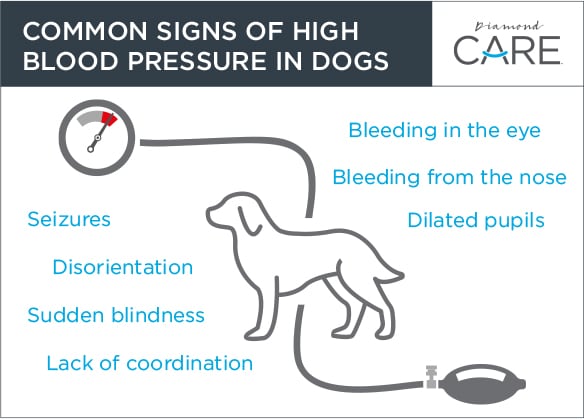 Jak dbać o psa z wysokim ciśnieniem krwi?