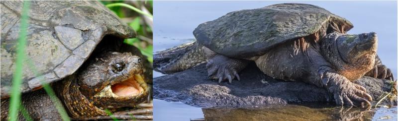 14 żółwi znalezionych w Pensylwanii (ze zdjęciami)