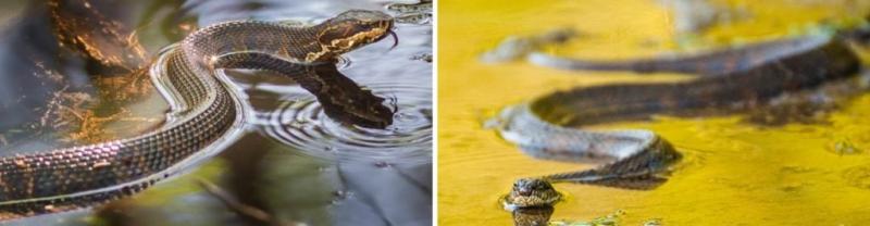 10 węży występujących w Mississippi