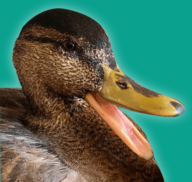 9. Appleyard Duck