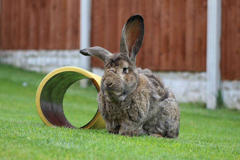 7 najdłużej żyjących ras królików: