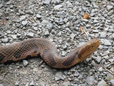 6. Cottonmouth
