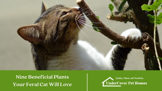 Czy koty mogą jeść zieleninę mniszka lekarskiego? Sprawdzone przez weterynarza fakty i rozważania