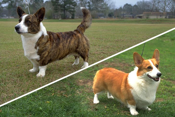 Cardigan Welsh vs Pembroke Welsh Corgi: Różnice (ze zdjęciami)