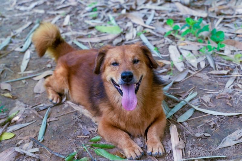 6. Goldmation (Dalmatyńczyk x Golden Retriever)