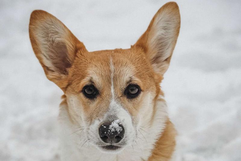 Skąd mam wiedzieć, czy mojemu Corgi jest za zimno?