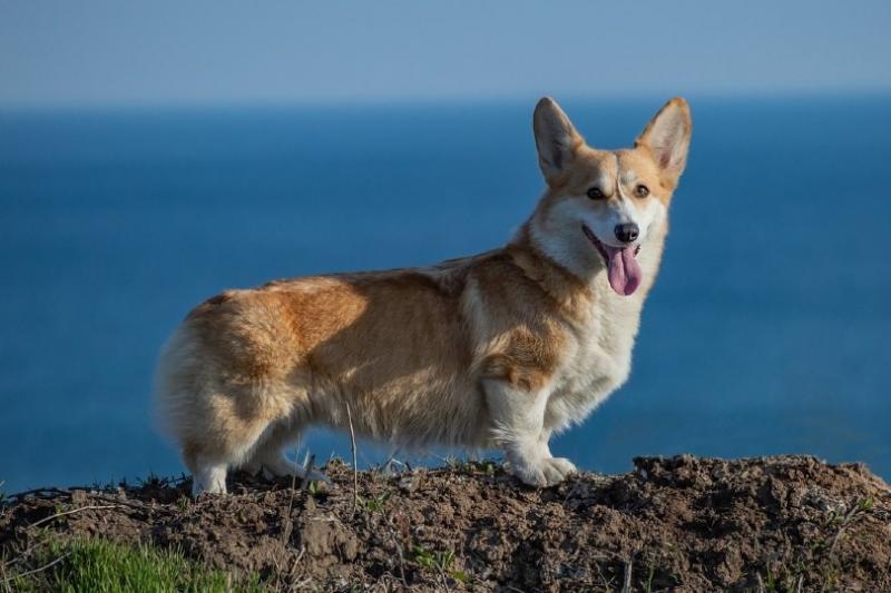 Pembroke vs Cardigan Corgi