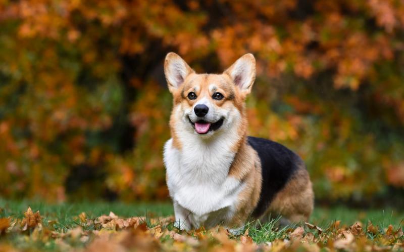 Czy corgi są bezpieczne z kotami?