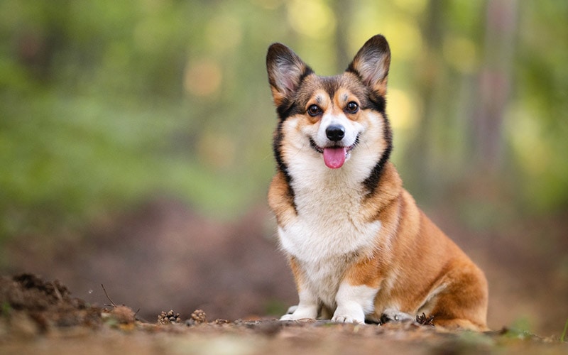 12 pięknych kolorów i wzorów Corgi (ze zdjęciami)