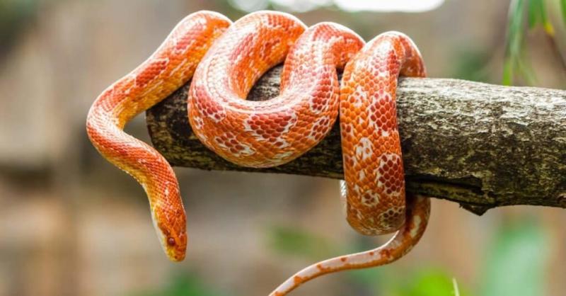 10 węży występujących w Karolinie Północnej