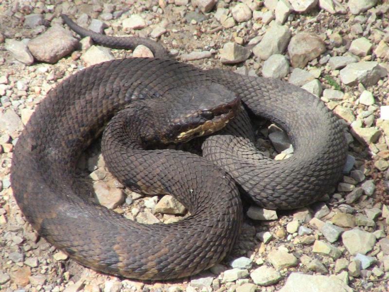 28 węży występujących w Missouri (ze zdjęciami)