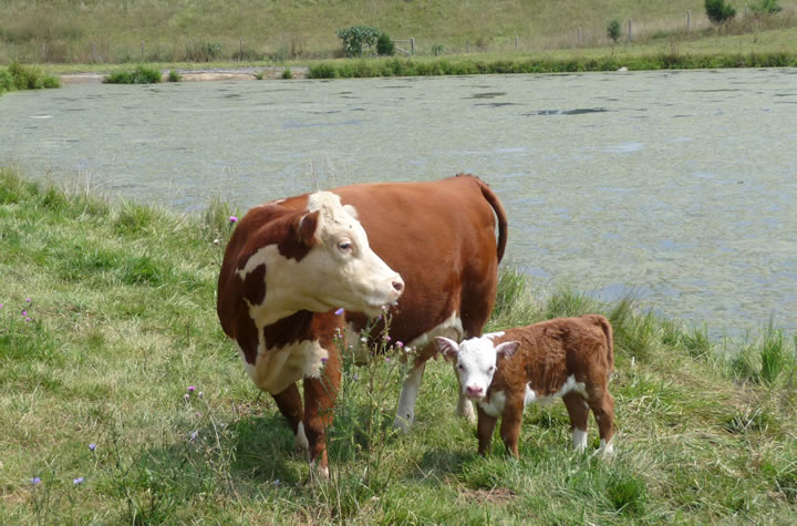 Rasa miniaturowego bydła Hereford: Fakty, zdjęcia, zastosowanie, pochodzenie i charakterystyka