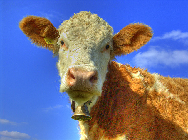 Czy krowy są roślinożerne, wszystkożerne czy mięsożerne? W pełni wyjaśnione