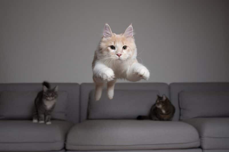 Dlaczego mój kot tryleje podczas skakania: 5 możliwych powodów