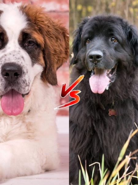 Pies nowofundland vs bernardyn: główne różnice (ze zdjęciami)