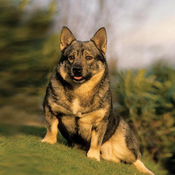 Temperament i inteligencja szwedzkiego Vallhunda