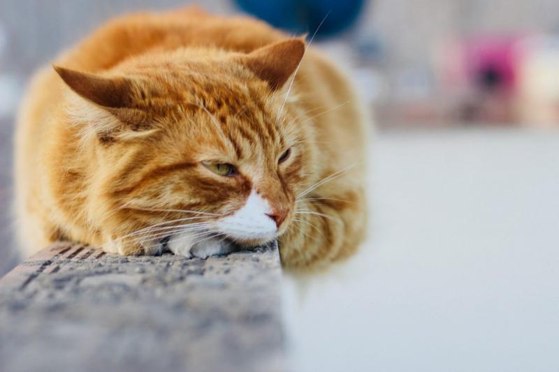 15 powodów, dla których koty mają krew w kupie:
