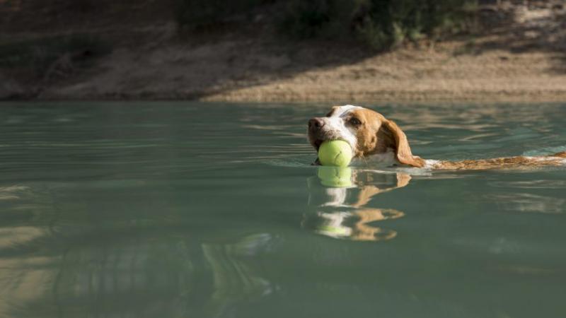 Wskazówki dotyczące nauki pływania dla psa