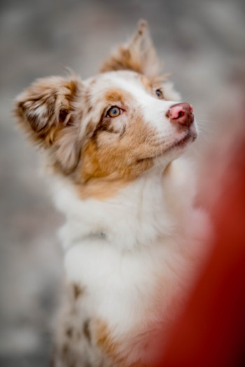 Przewodnik po rasach psów miniaturowych aussiedoodle: Zdjęcia, informacje, pielęgnacja i więcej!