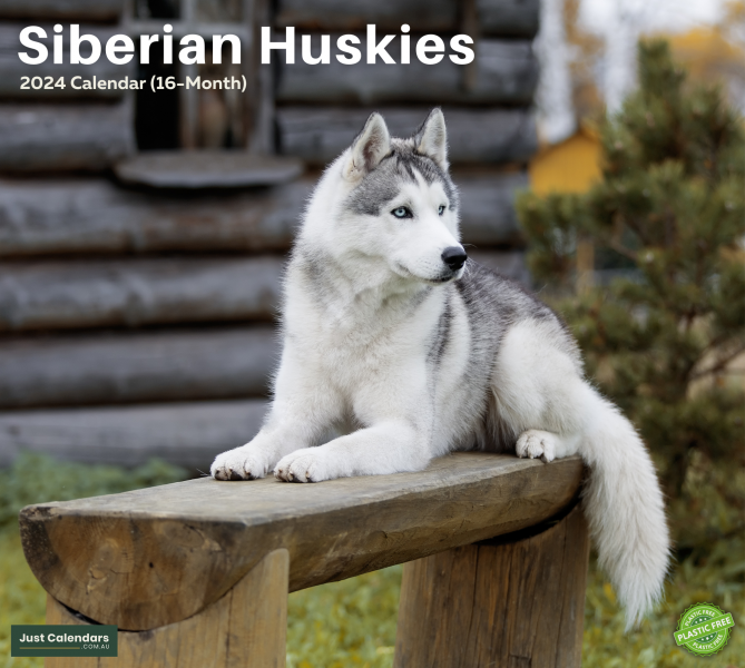 21 niezbędnych artykułów dla psów rasy Siberian Husky na dobry początek: Aktualizacja 2024