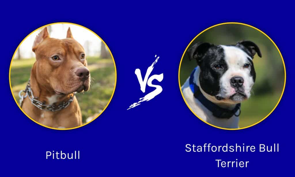 Bull Terrier vs Pitbull: Główne różnice (ze zdjęciami)