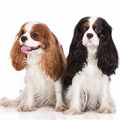 Cavalier King Charles Spaniele 101