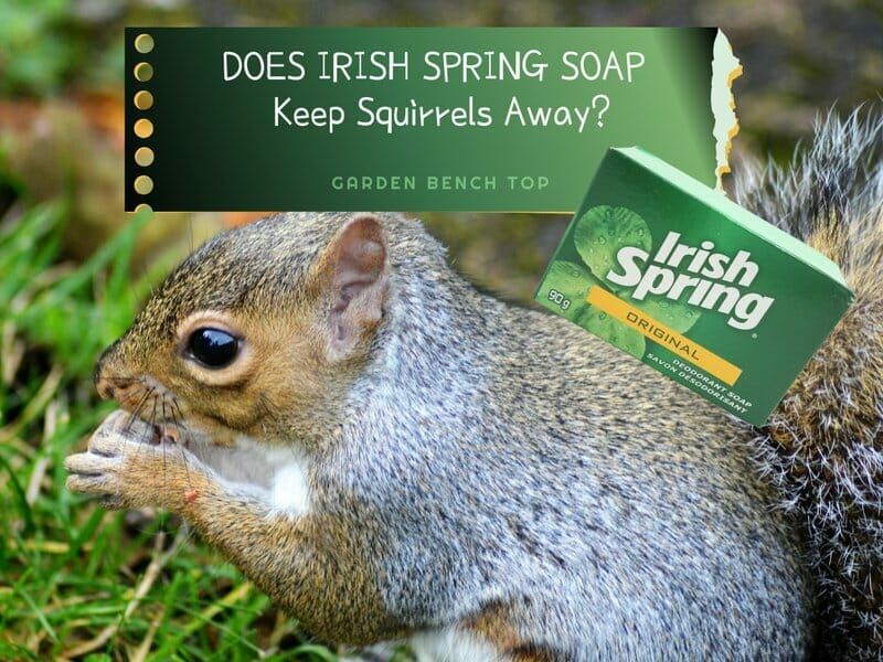 Czy mydło Irish Spring odstrasza koty? Fakty zatwierdzone przez weterynarza i często zadawane pytania