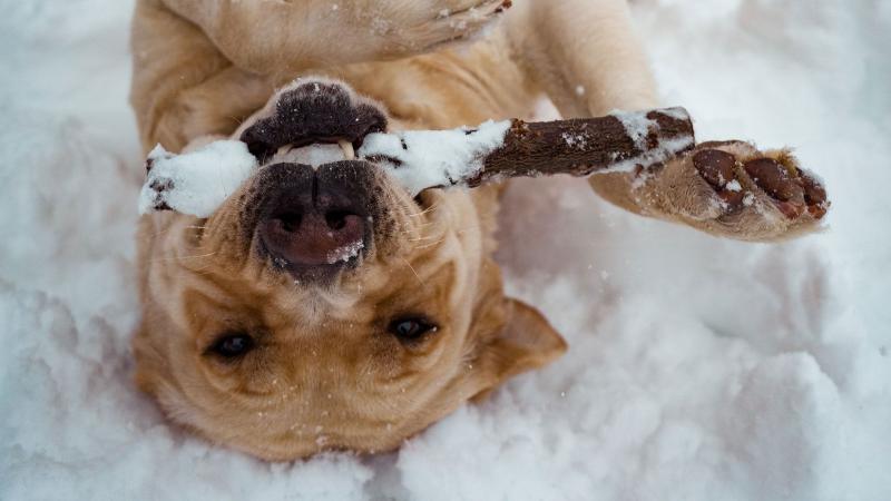 12 zabawnych zimowych aktywności z psem (przewodnik 2024)