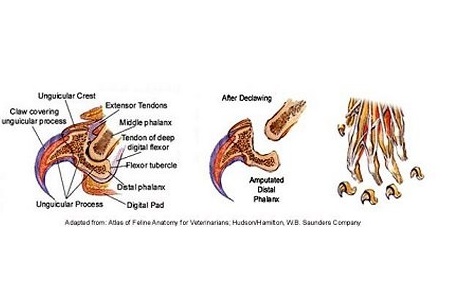 Ile palców u nóg ma kot? Anatomia kotów wyjaśniona