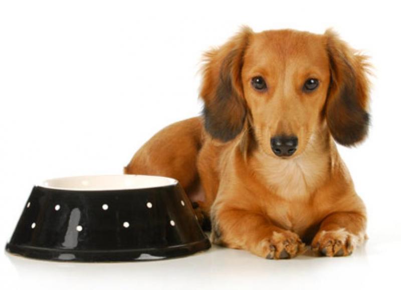 4 główne czynniki, które należy wziąć pod uwagę przy wyborze karmy dla psa