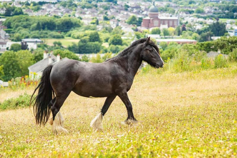 17 angielskich ras koni: Zdjęcia, fakty i historia