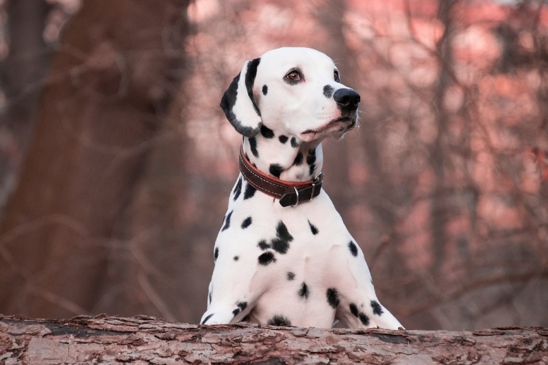 4. Russell/Parson Russell Terrier