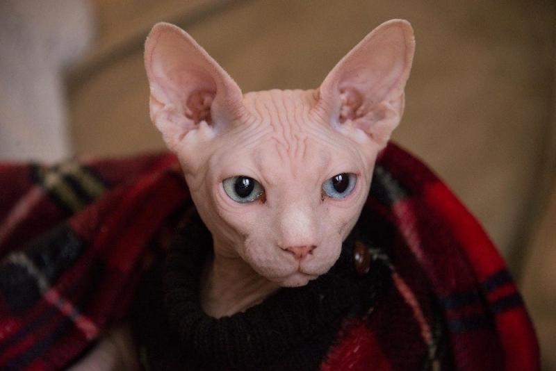 Informacje o rasie kotów sfinksów: Zdjęcia, temperament i cechy