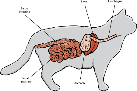 5. Wątroba