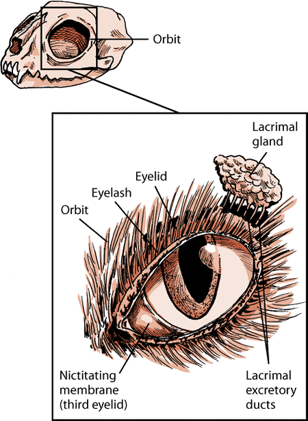 2. Distichiasis