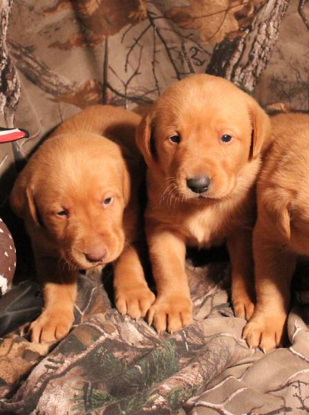 Labrador Retriever Puppies For Sale In Iowa: 2024 Breeders List