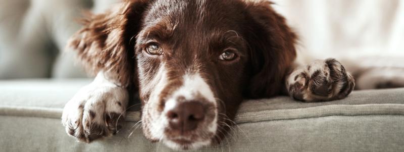 Dlaczego psy naśladują swoich właścicieli? Sprawdzone przez weterynarzy nawyki, fakty i najczęściej zadawane pytania