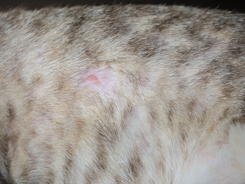 Dlaczego infekcja drożdżakowa u mojego kota nawraca?