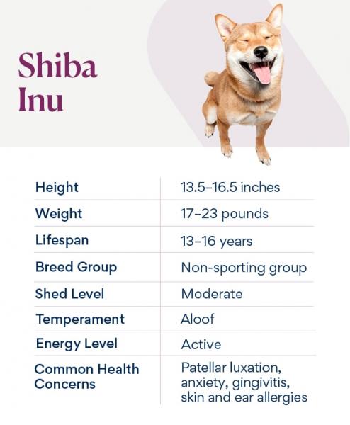 3 rzeczy, które należy wziąć pod uwagę przed wprowadzeniem Shiba Inu do swojego mieszkania