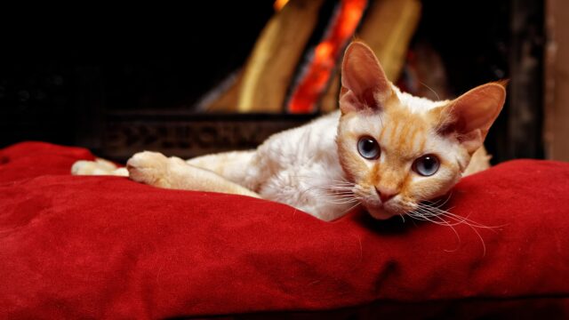 15 fascynujących faktów o kotach rasy Devon Rex: Pochodzenie, wygląd i nie tylko
