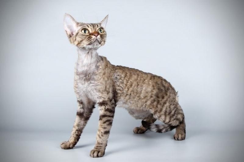 2. Devon Rex