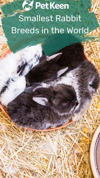 10 najmniejszych ras królików na świecie
