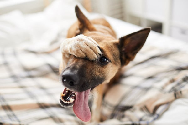 Kiedy biegunka u psa jest stanem nagłym? 5 sytuacji (odpowiedź weterynarza)