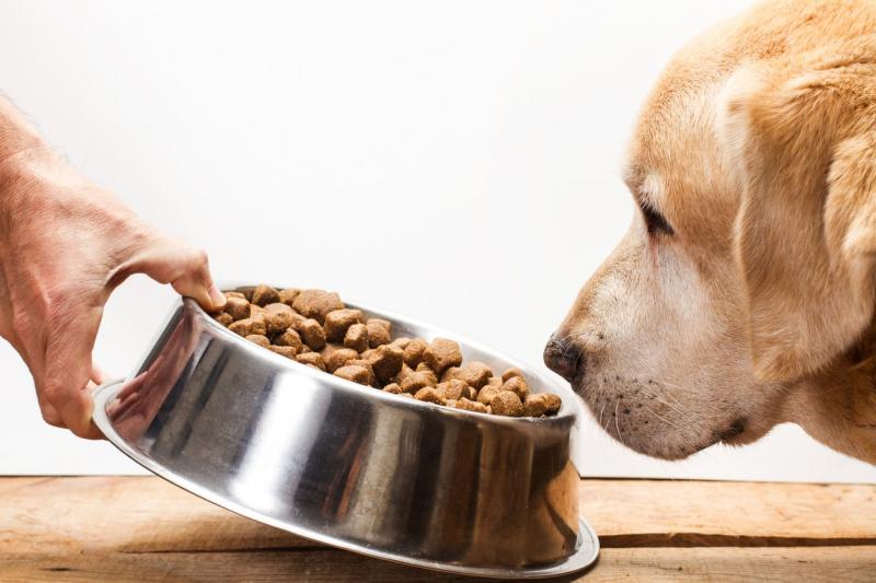 Jakie składniki karmy dla psów powodują biegunkę?