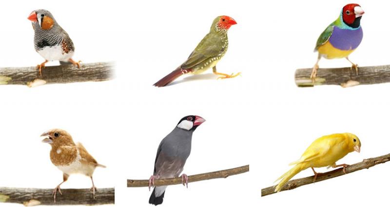 7 popularnych gatunków zięb (ze zdjęciami)