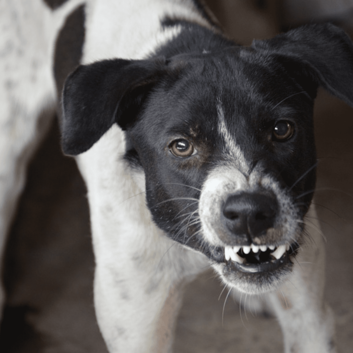 Jak sprawdzić, czy pies wykazuje agresję wywołaną bólem?