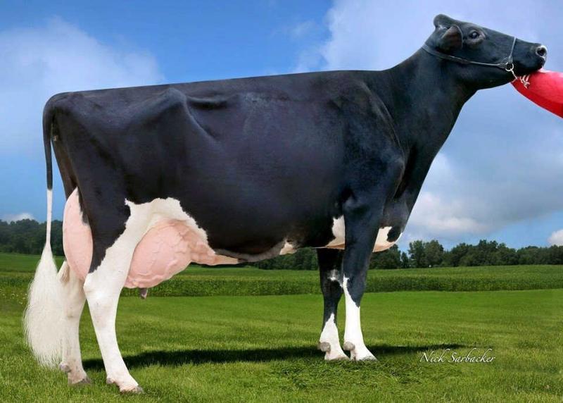 5 najlepszych ras krów mlecznych do produkcji mleka (ze zdjęciami)
